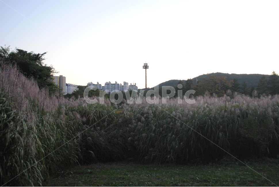 plant,식물,grass,잔디,갈대,풀