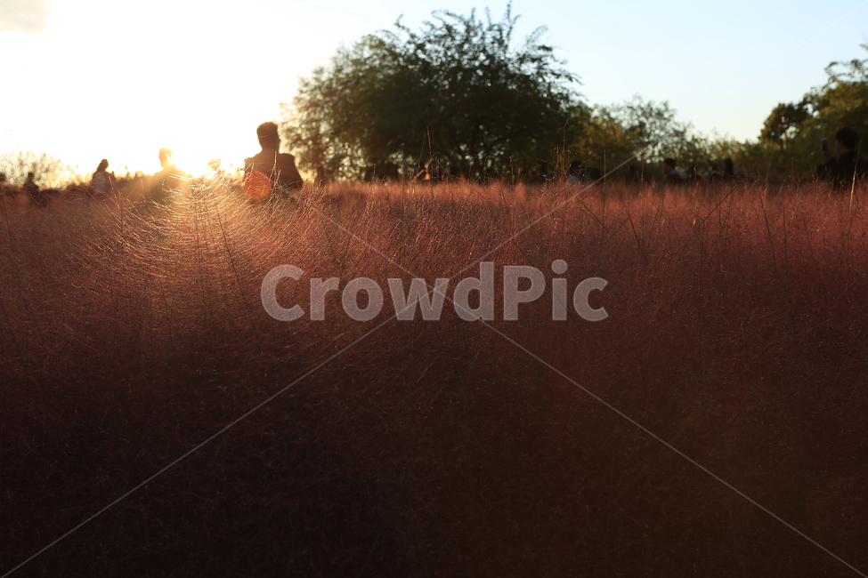 핑크뮬리,하늘공원,핑크,역광사진,pinkmuhlygrass,backlight,가을,계절,fall,autumn,season,식물,자연,plants,nature,flare,플레어,light,빛