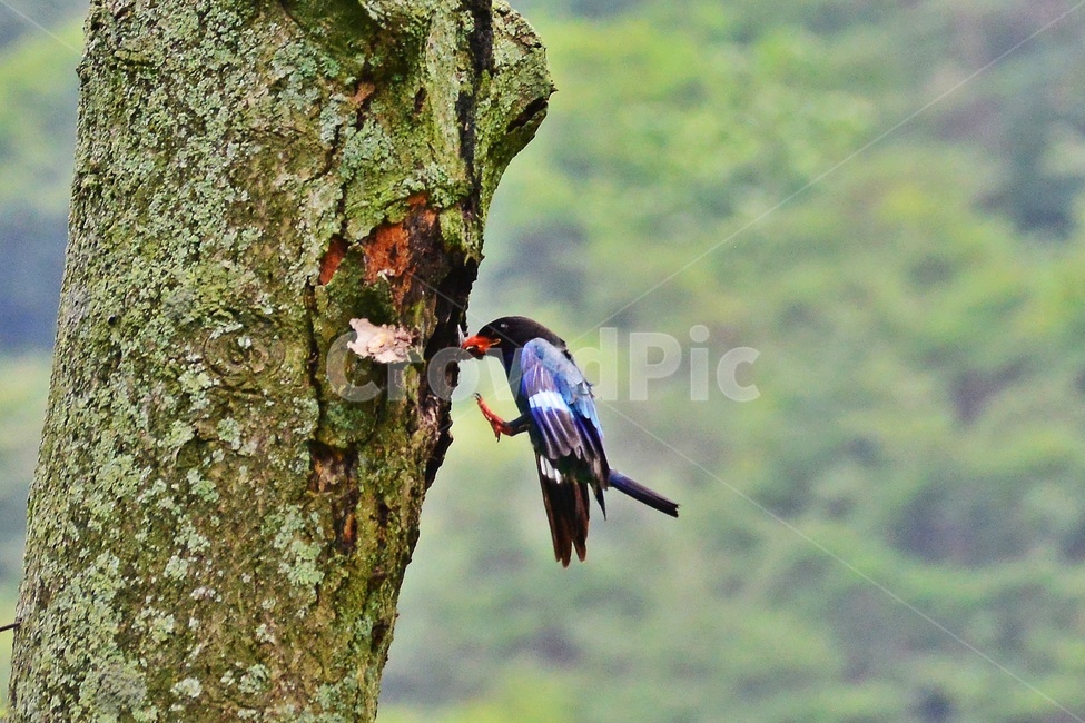 tree,나무,plant,식물,flying,나는,animal,동물,bird,새,파랑새,새집,육추,동물,animal,조류,새,birds