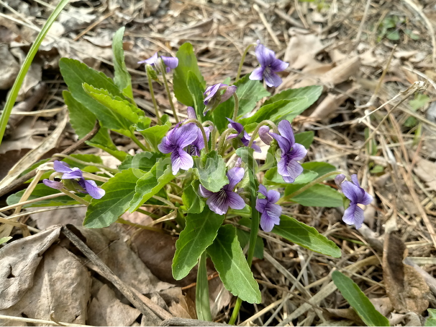 봄,봄배경,봄꽃,제비꽃,식물,자연,야외,근접촬영,보라색,Spring,springbackground,springflowers,violets,plants,nature,outdoor,proximityphoto,purple,봄,계절,spring,season,식물,자연,plants,nature,꽃,flower,iris,아이리스,plant,blossom