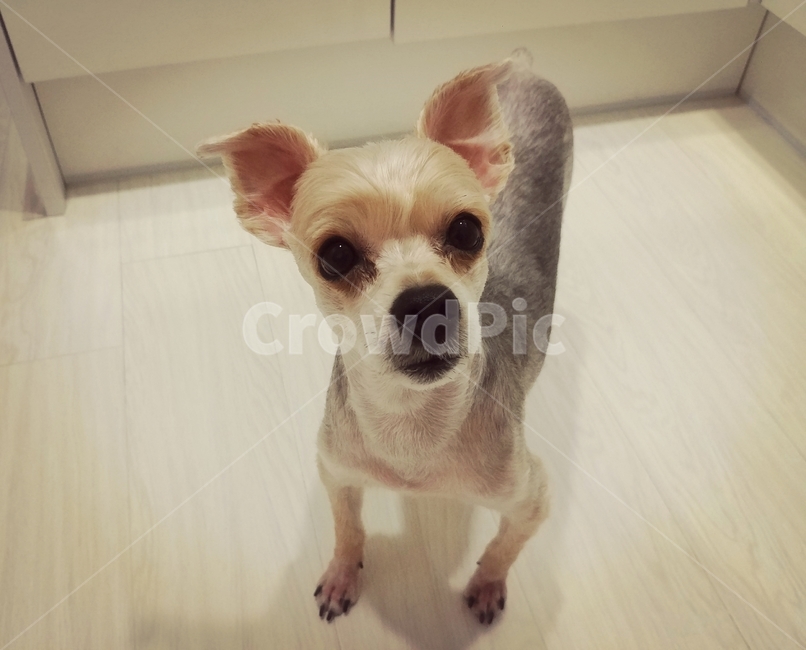 강아지,애견,개,도그,dog,동물