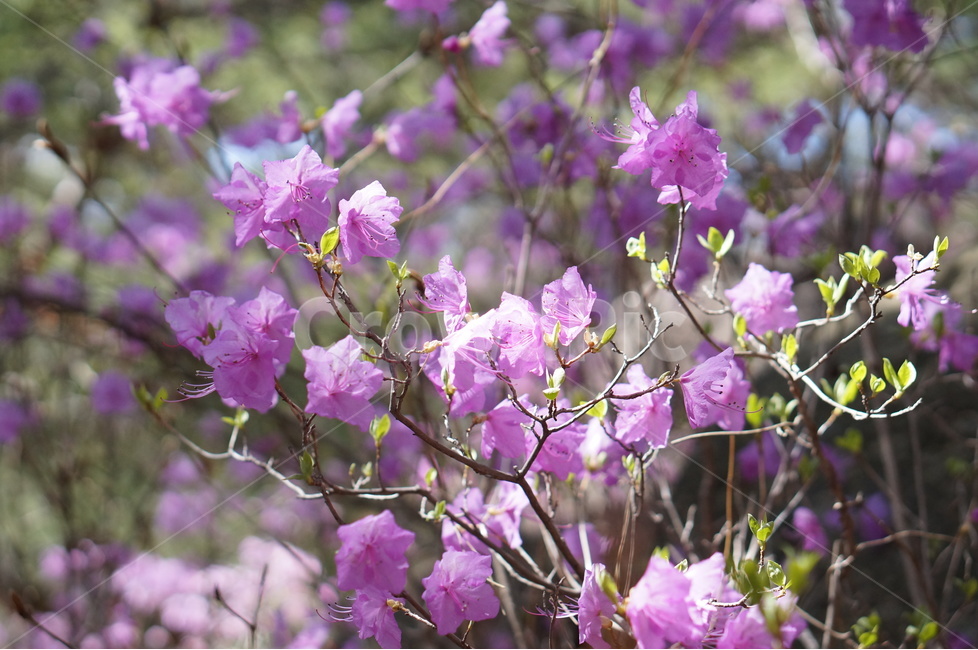 진달래,핑크,분홍,4월,식용,봄,빛,산,봄,계절,spring,season,식물,자연,plants,nature,꽃,flower,plant