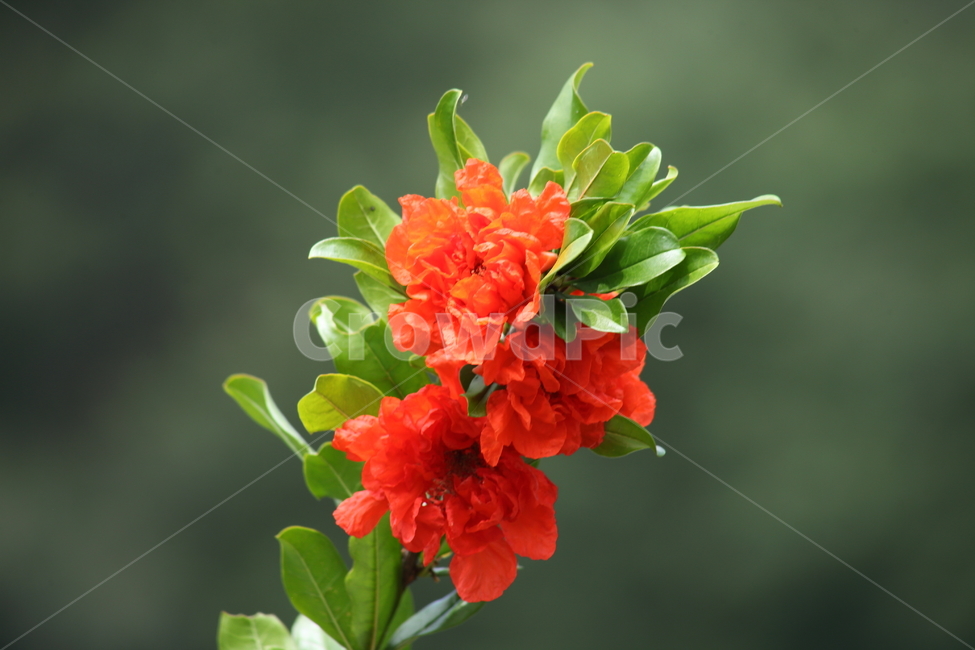 석류,꽃,석류꽃,여름,pomegranate