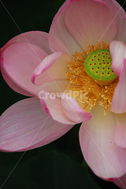 연꽃,연못,pond,flower,분홍꽃