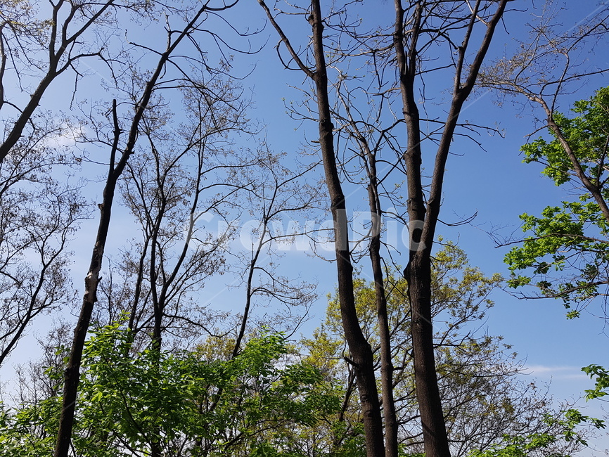 나무,봄,파란하늘,나뭇가지,봄나무,자연,풍경,nature,landscape,tree,plant,식물,tree trunk,나무 줄기