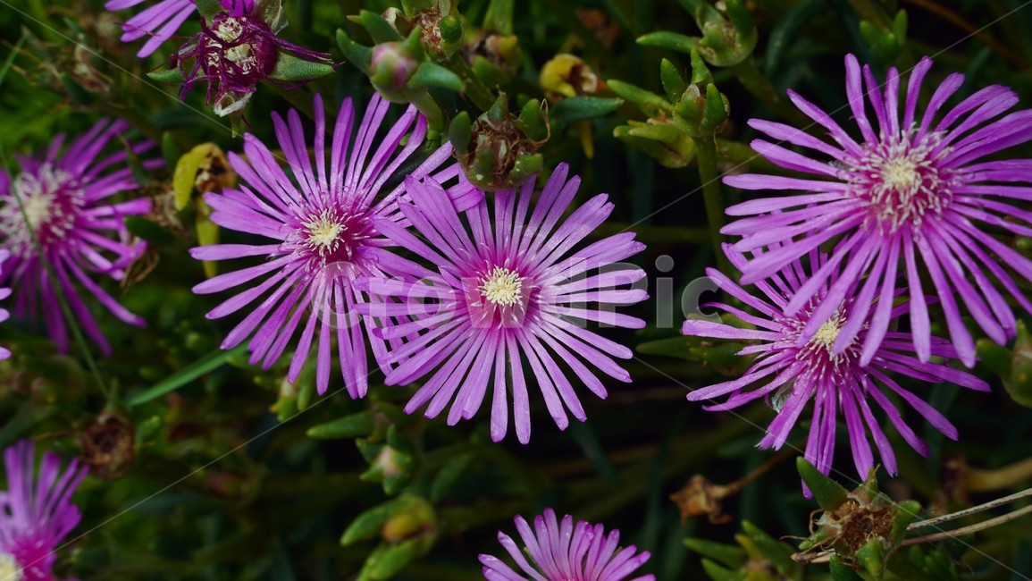 막사국,보라꽃,분홍꽃,접사,iceplant