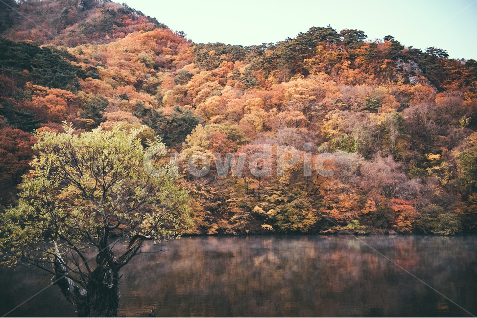 tree,나무,plant,식물,가을,단풍,은행,은행나무,nature,자연,가을,계절,fall,autumn,season,자연,풍경,nature,landscape,outdoors,옥외