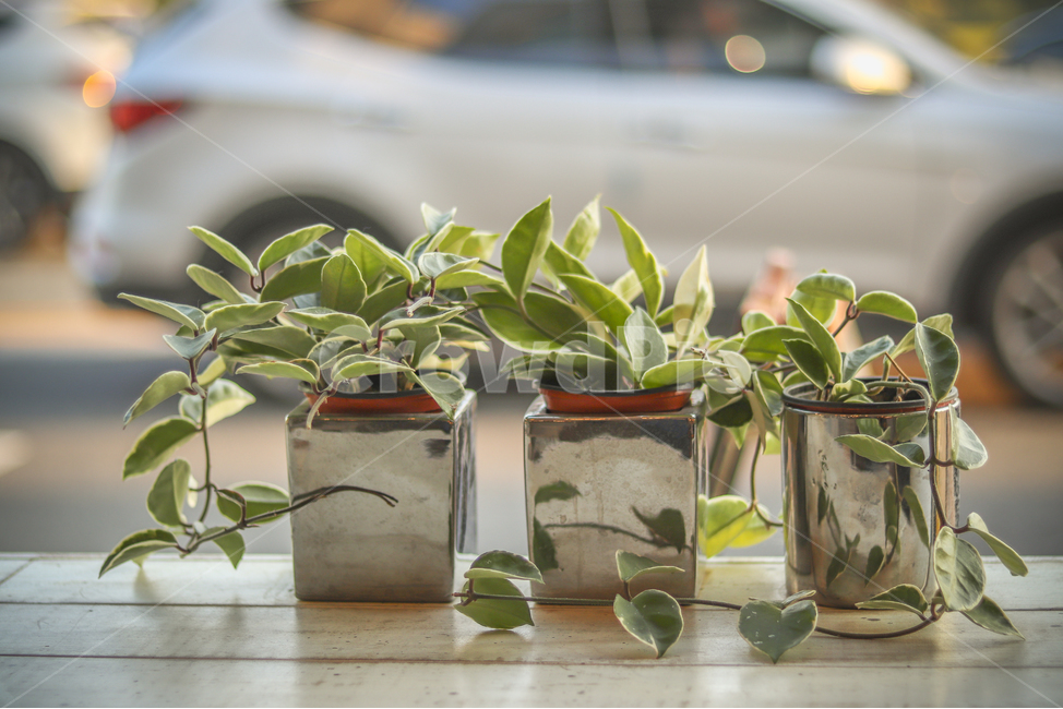 식물,plant,화분,풍경,자연