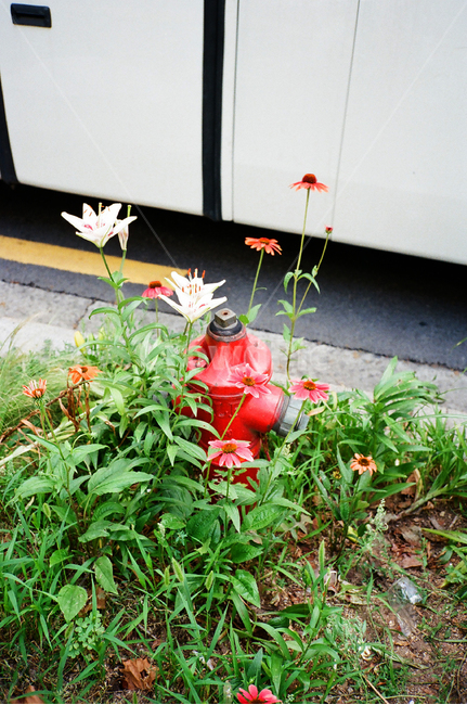 소화전,소화기,길위,빨강,빨간소화기,필름,필름사진,식물,자연,plants,nature,꽃,flower,사물,물건,오브젝트,thing,object,matter