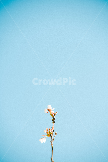 벚꽃,벚나무,꽃,봄,꽃놀이,꽃구경,봄,계절,spring,season,식물,자연,plants,nature,꽃,flower,감성,sensible,feeling,색깔,색상,색채,색감,color sense,color sensitivity,feeling of color,plant,blossom