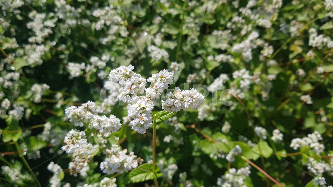 plant,식물,꽃,하얀색,풀,식물,자연,plants,nature,꽃,flower