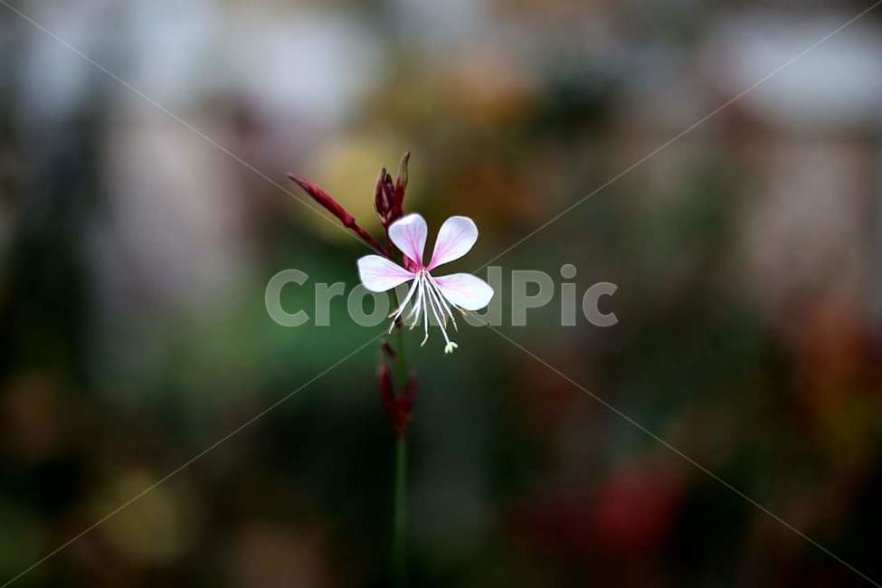 꽃,아웃포커싱,들판,길,가을,식물,자연,plants,nature,꽃,flower