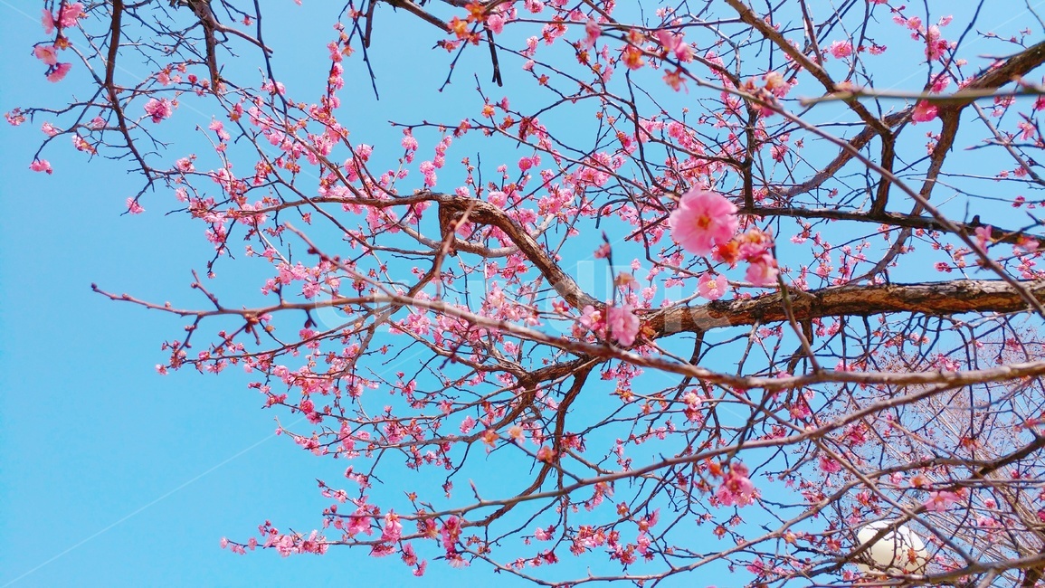 매화,홍매화,꽃,봄꽃,핑크,pink,flower,하늘,sky,식물,매화나무,화사한,자연,plum,매화꽃