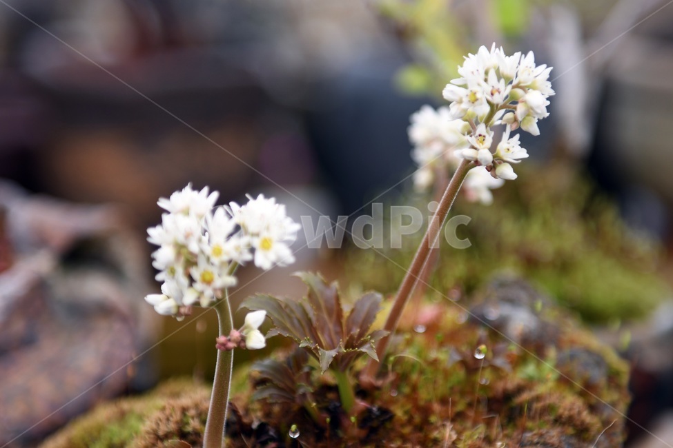 식물,꽃,감성사진,자연,flower,꽃사진,봄,봄꽃,계절,빗방울,비,감성,4월,spring,힐링,자연풍경,풍경,봄,계절,spring,season,식물,자연,plants,nature,꽃,flower,plant,blossom