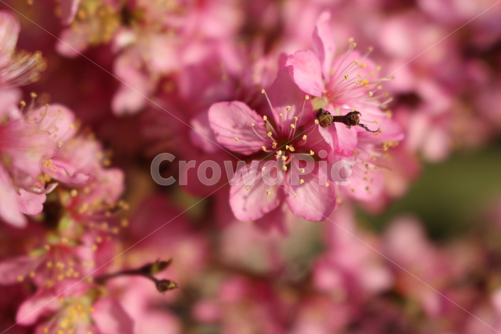 꽃,앵두꽃,봄,spring,flower