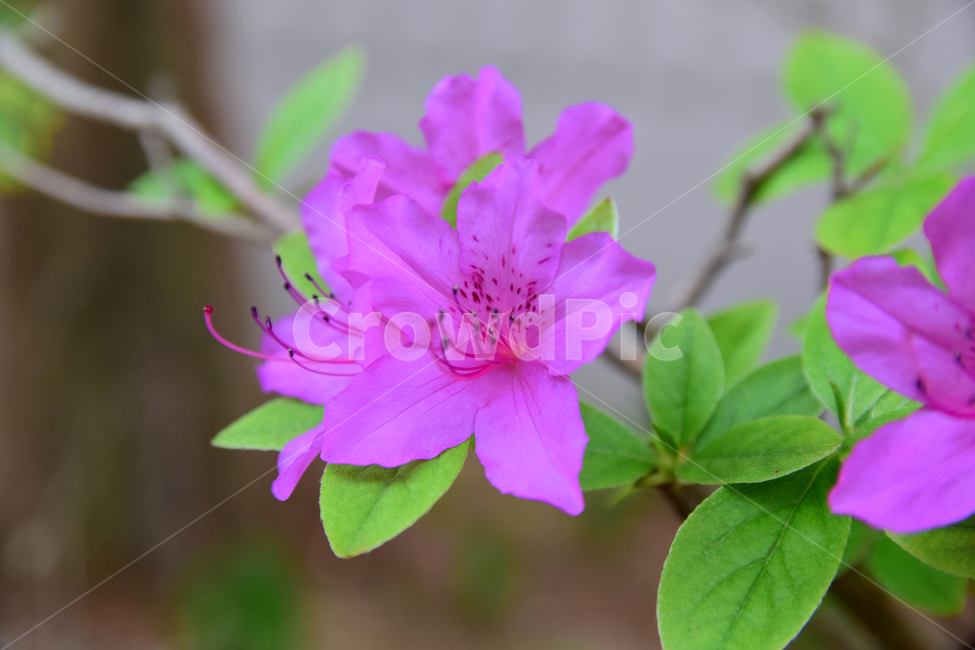 철쭉,진달래,꽃,빨간꽃,식물,자연,보라색,핑크,plant,nature,flower,네이처,플랜트,배경,화사한,식물,자연,plants,nature,꽃,flower