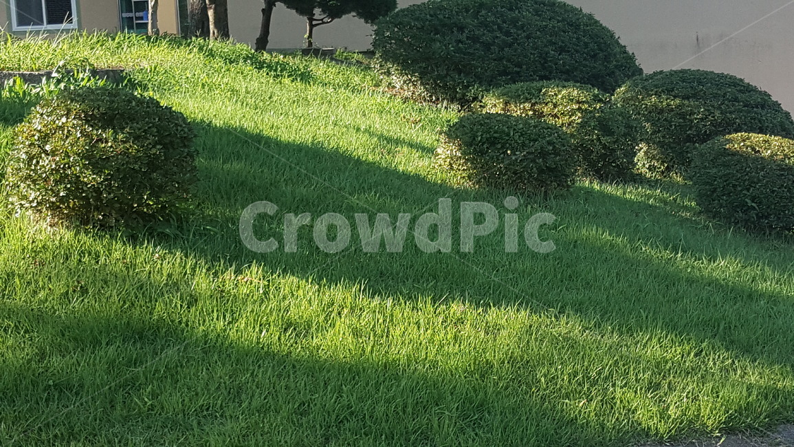 grass,잔디,plant,식물,나무