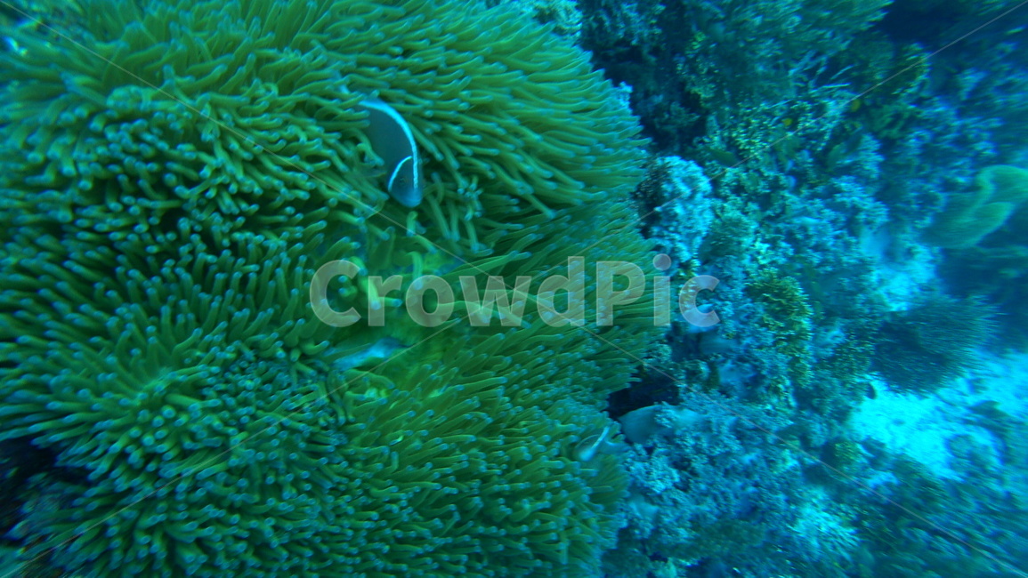 water,물,sea,바다,nature,자연,ocean,대양,해양생물,reef,암초,animal,동물,scubadiving,스쿠버다이빙,sport,스포츠,해양스포츠,sealife,물고기,fish