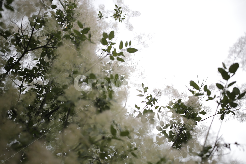 안개나무,smoketree,스모크트리,안개,나무