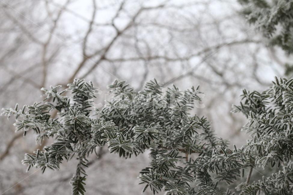 한라산,산,눈,눈꽃,겨울,소나무,나무,겨울,계절,winter,season,자연,풍경,nature,landscape,outdoors,옥외