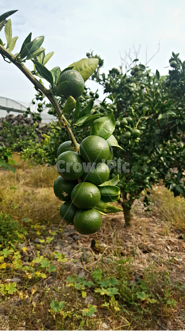 청귤,귤,감귤,plant,식물,fruit,과일,food,음식,감귤류과일