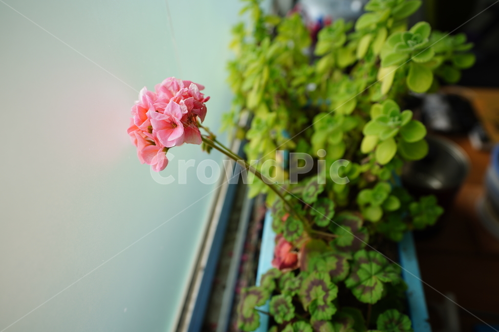 꽃,플라워,감성,느낌,식물,생명,생물,잎,녹색,그린,색감,컬러,자연,flower,color,식물,자연,plants,nature,꽃,flower