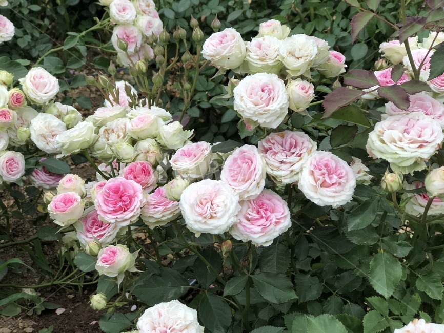 장미,꽃,흰장미,분홍장미,rose,flower,자연,식물