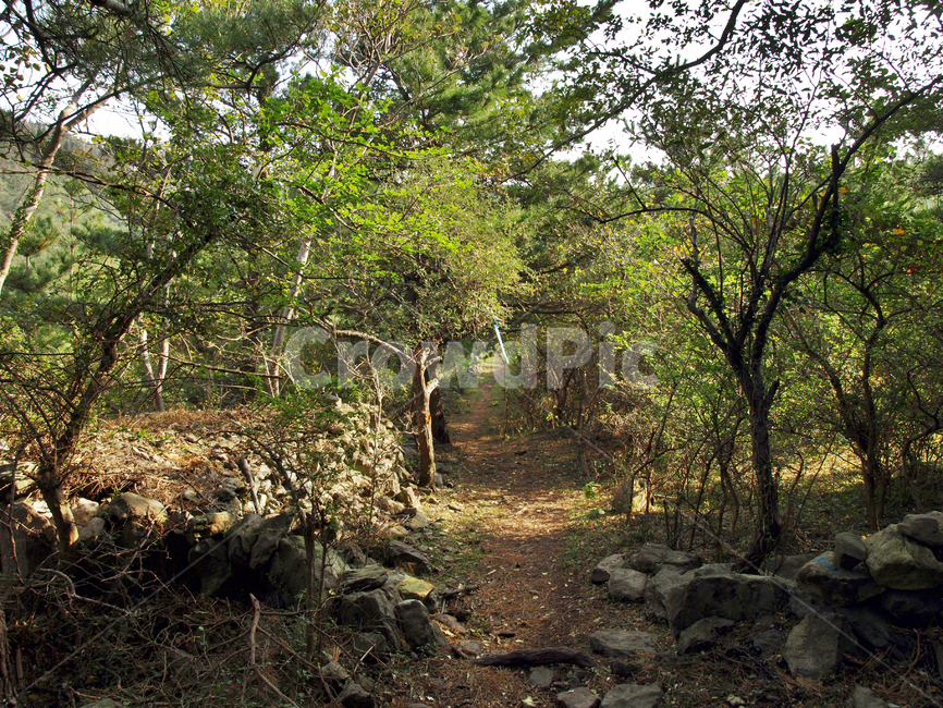 자귀나무숲길,숲길,올레9코스,올레길,서귀포시,제주,자연,자연,풍경,nature,landscape,ground,바닥,tree,나무,plant,식물