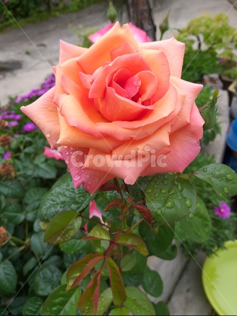 장미,주황장미,5월의꽃,rose,バラ