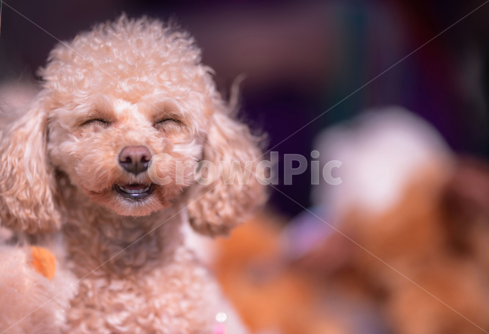 animal,동물,포유류,pet,dog,애완동물,동물,animal,포유류,mammal,개,강아지,dog,doggy