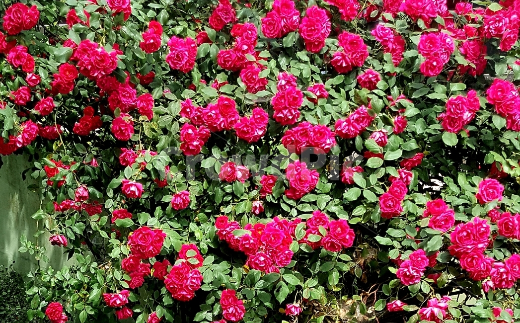 blossom,꽃,plant,장미,rose,식물,꽃밭