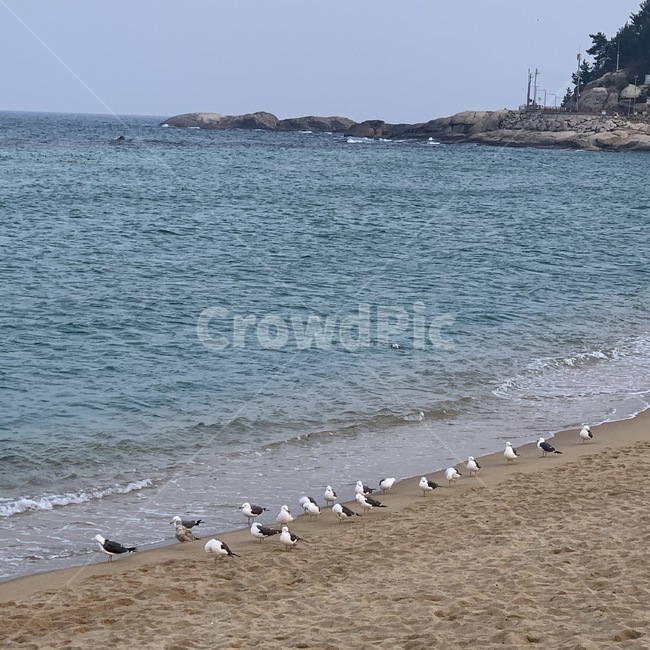 갈매기,바다,자연,물,모래사장