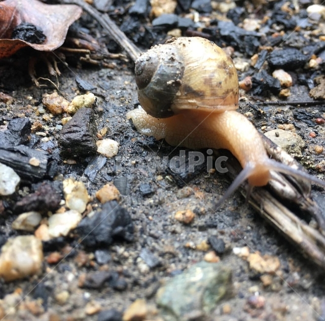 달팽이,자연,비온뒤,동물,시골,동물,animal