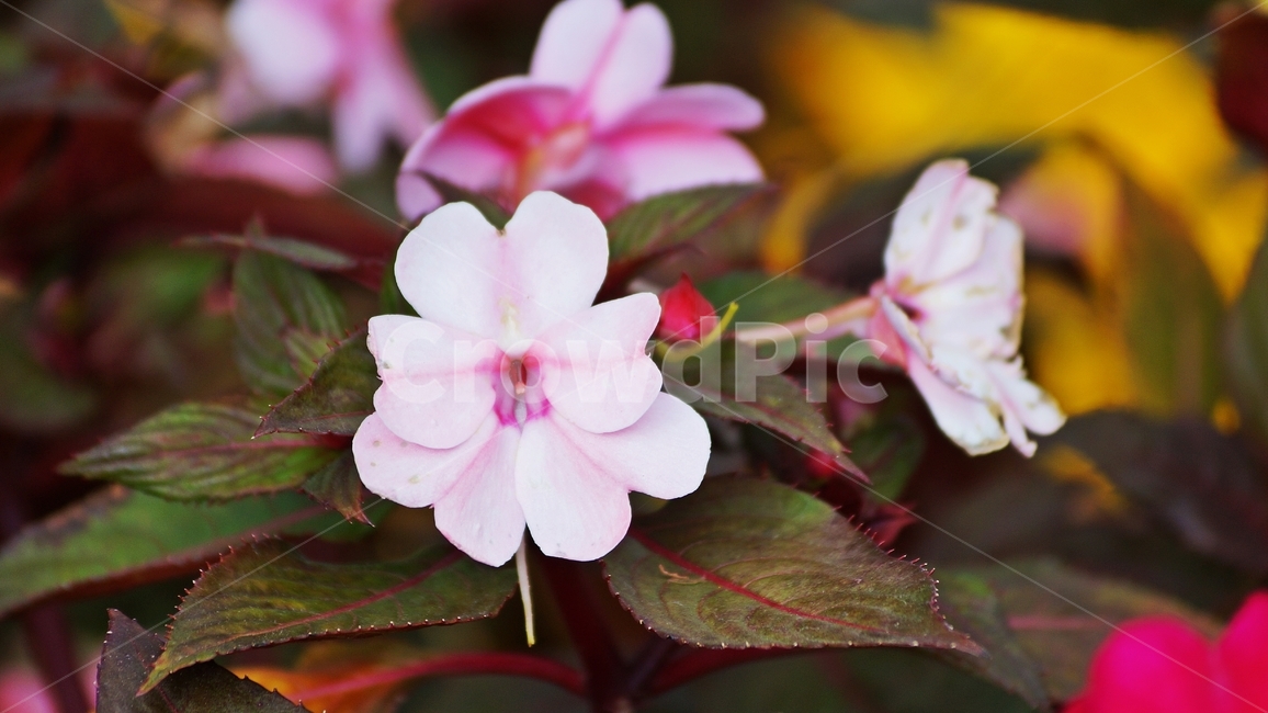 서양봉선화,임파첸스,꽃축제,꽃길,야생화,식물,자연,plants,nature,꽃,flower