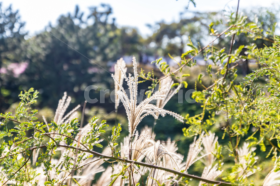 하늘,빛,태양,억새,식물,풀,감성,자연,따뜻한,분위기,아름다운,배경,plants,nature,sun,light,umbrella,flamegrass,silvergrass,sky,grass,가을,계절,fall,autumn,season,잔디,plant,lawn