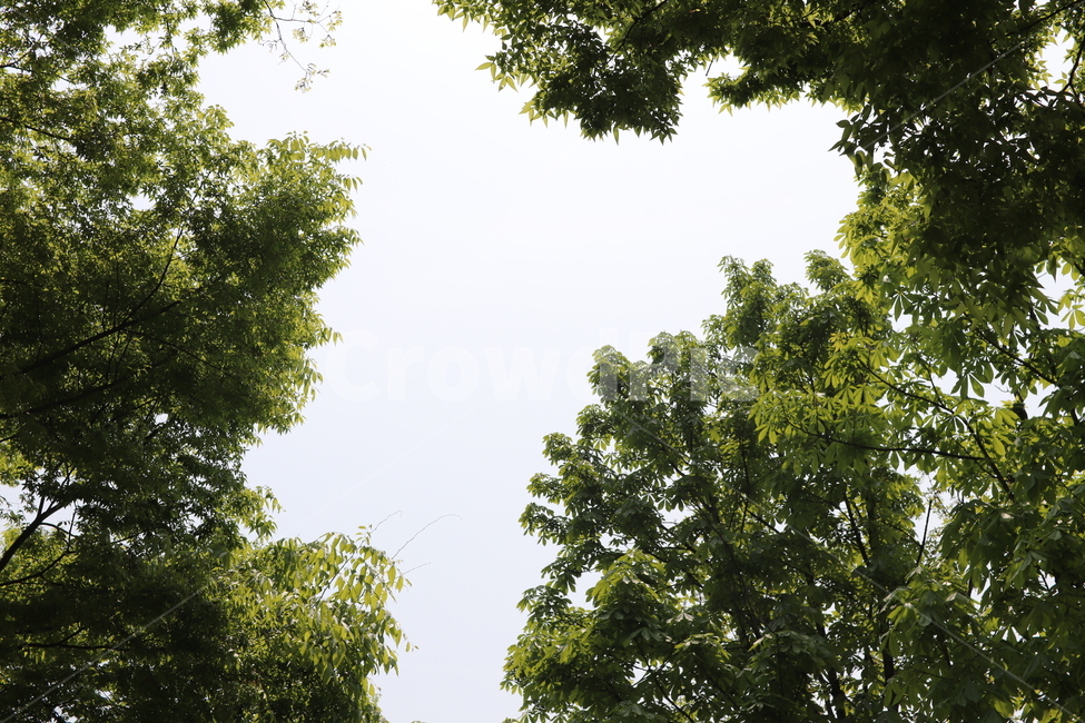 나무,공원,바탕,배경,햇빛,하늘,sky,tree,나뭇잎,나뭇가지,무성한,바탕화면,봄,여름,어린이대공원,초록색,green,싱그러운,화창한,맑은,자연,식물,식물,자연,plants,nature,나무,trees,wood