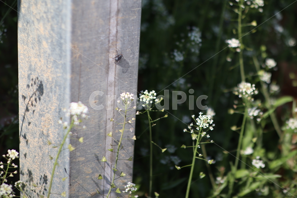 꽃,파리,식물,봄,해충,식물,자연,plants,nature,꽃,flower