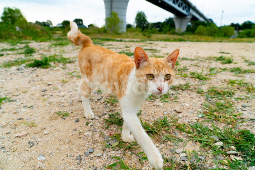 고양이,길고양이,길냥이,동물,애완동물,자연,생명,야생,야생동물,포유류,노랑이,얼룩이,애교,cat,kitty,kitten,neko,gato,streetcat,wildcat,wildanimal,cute,lovely,beauty,nature,pet,animal
