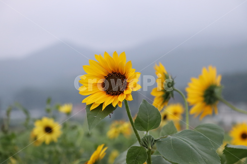 꽃,노랑꽃,썬플라워,해바라기,여름꽃,식물,자연,plants,nature,꽃,flower