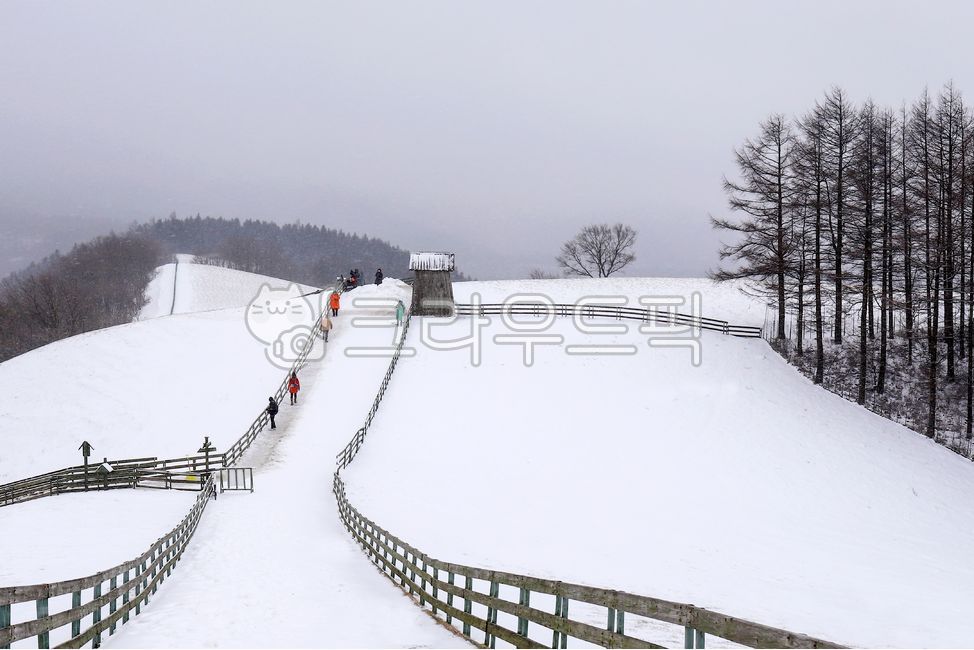 대관령,양떼목장,겨을,눈,설경,nature,자연,outdoors,옥외,hut,오두막,tree,나무,handrail,난간