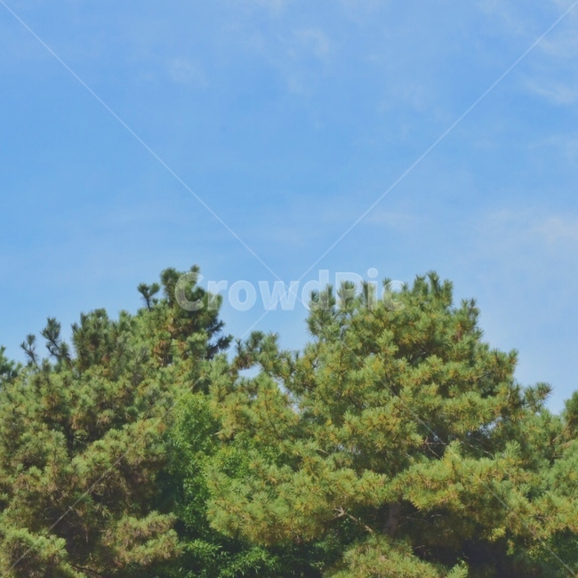 나무,하늘,자연,감성사진,tree,plant,식물,자연,풍경,nature,landscape