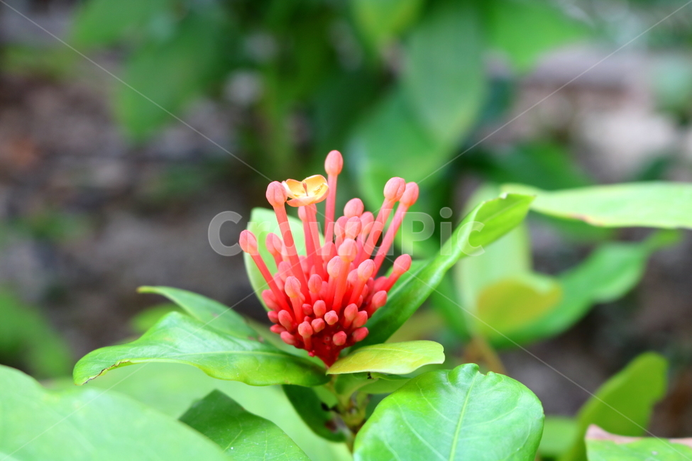 익소라,익소라꽃,꽃,식물,나무,자연,붉은색꽃,나뭇잎,빨간색꽃,식물,자연,plants,nature,꽃,flower