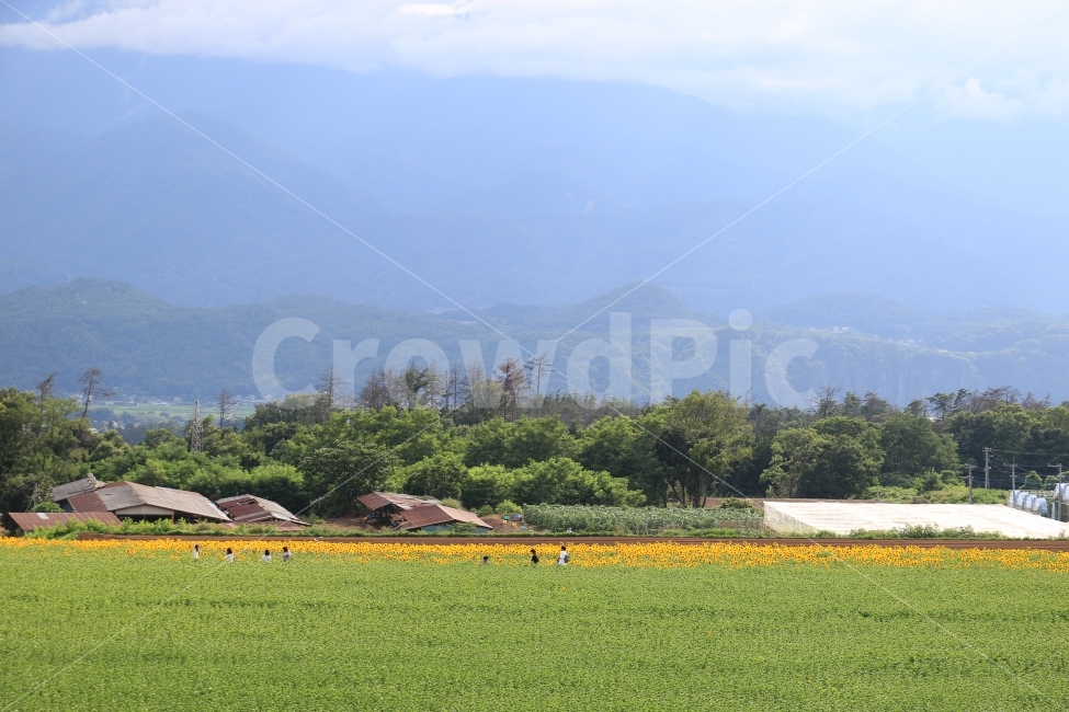 해외,일본,해바라기,풍경사진,영화로케지,여름,계절,summer,season,시골,마을,풍경,landscape,country,rural,town,해외,외국,세계,foreign,oversea,world,nature,자연,outdoors,옥외,field,들,grassland,목초지,farm,농장,농촌