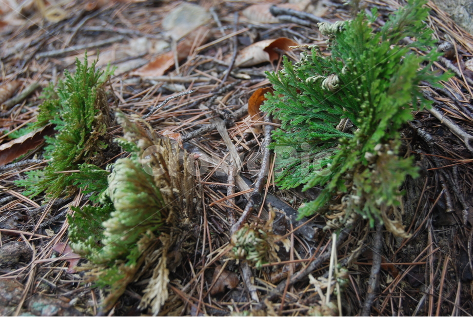 갈기산,영동군,봄,휴양림,탐방로,식물,자연,plants,nature