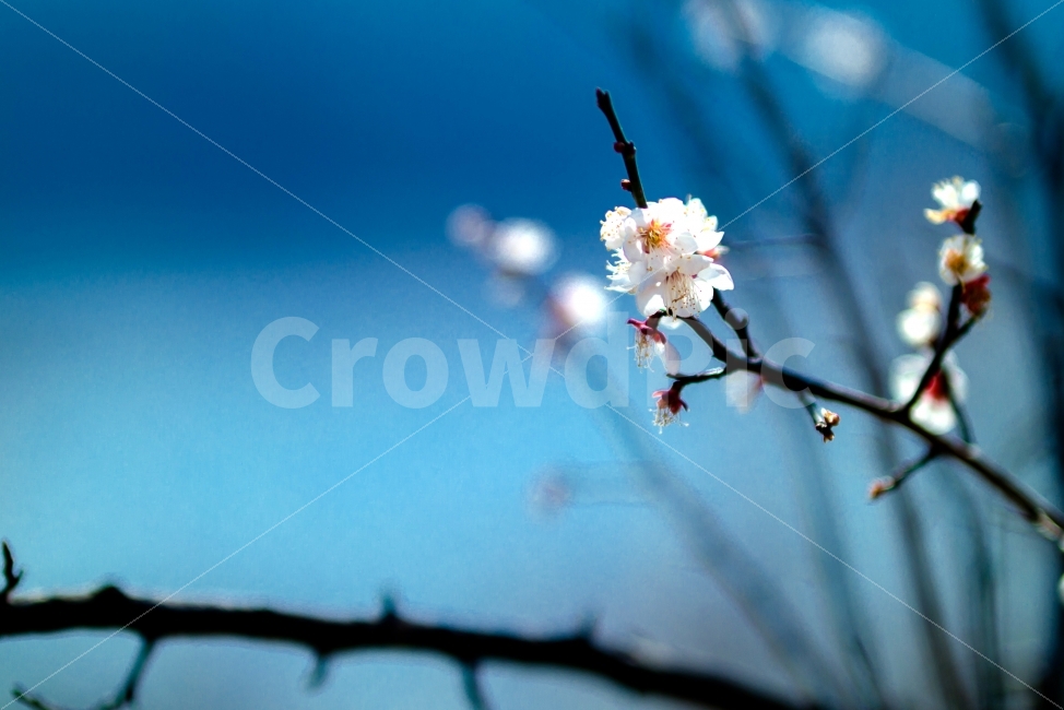매화,순매원,원동,봄,봄맞이,봄,계절,spring,season,식물,자연,plants,nature,꽃,flower,감성,sensible,feeling,색깔,색상,색채,색감,color sense,color sensitivity,feeling of color,plant