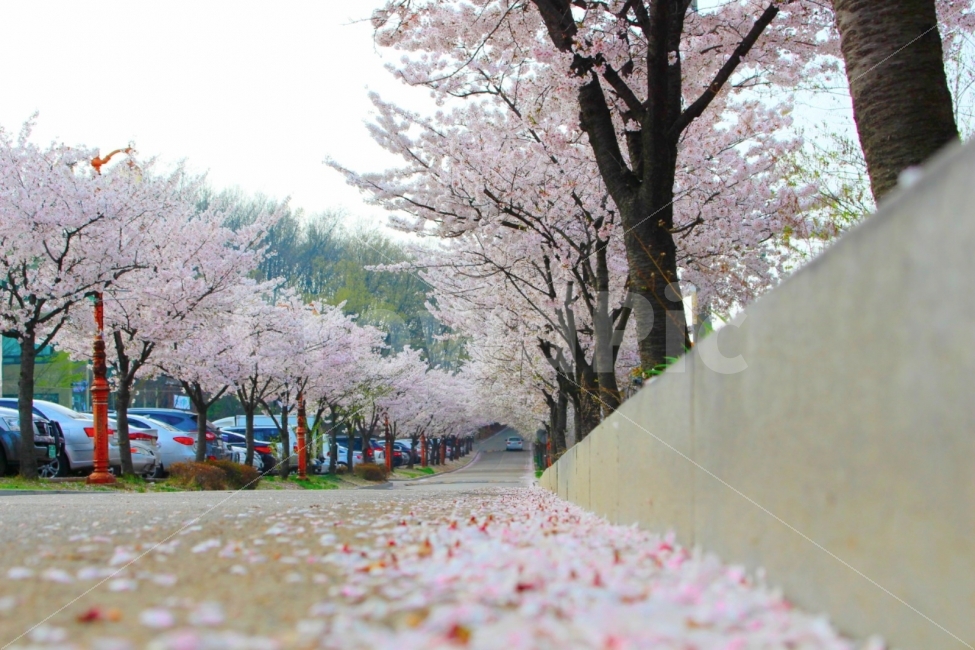 벚꽃,사진,dslr,봄취미,700d,꽃,사진스타그램,화랑유원지,안산,안산시,봄,인가,작년,작년봄,따뜻,취미,취미생활,취미스타그램,cannon,벚꽃길,2017,2016,초지역,역,뒷길,길,꽃길,파스텔톤,파스텔,spring,군인,식물,감성사진,자연,풍경,nature,landscape,봄,계절,spring,season,plant,blossom,flower,cherry blossom
