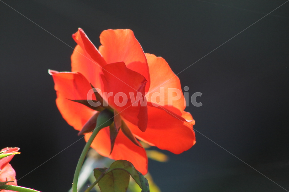 장미,꽃,식물,정원수,rose,식물,자연,plants,nature,꽃,flower