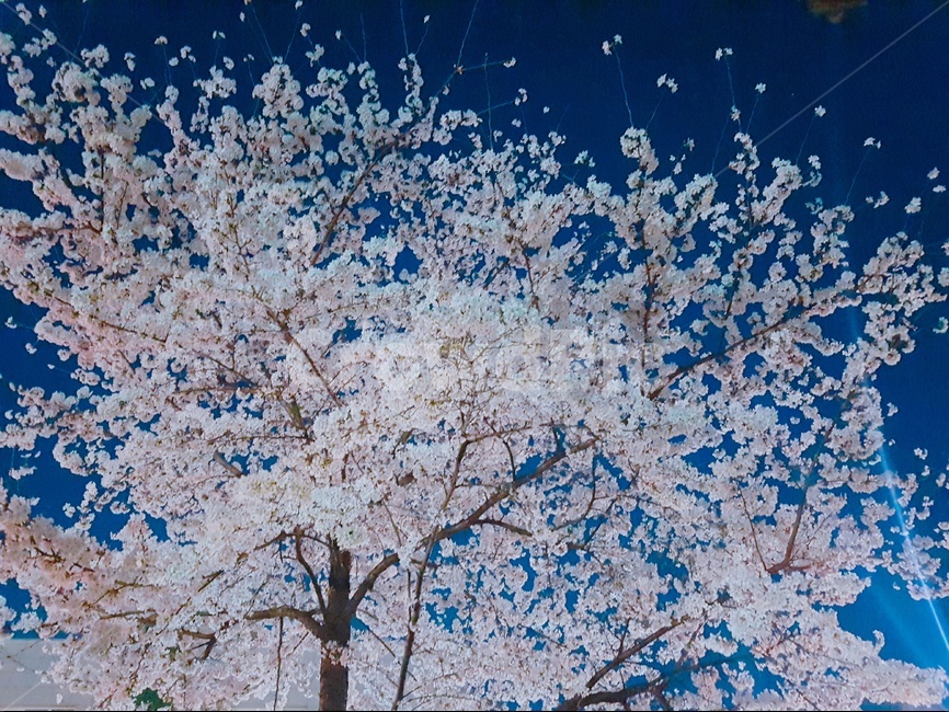봄,벚꽃,식물,꽃,나무,봄,계절,spring,season,야경,밤,풍경,nightscape,night,landscape,식물,자연,plants,nature,나무,trees,wood,plant,blossom,flower