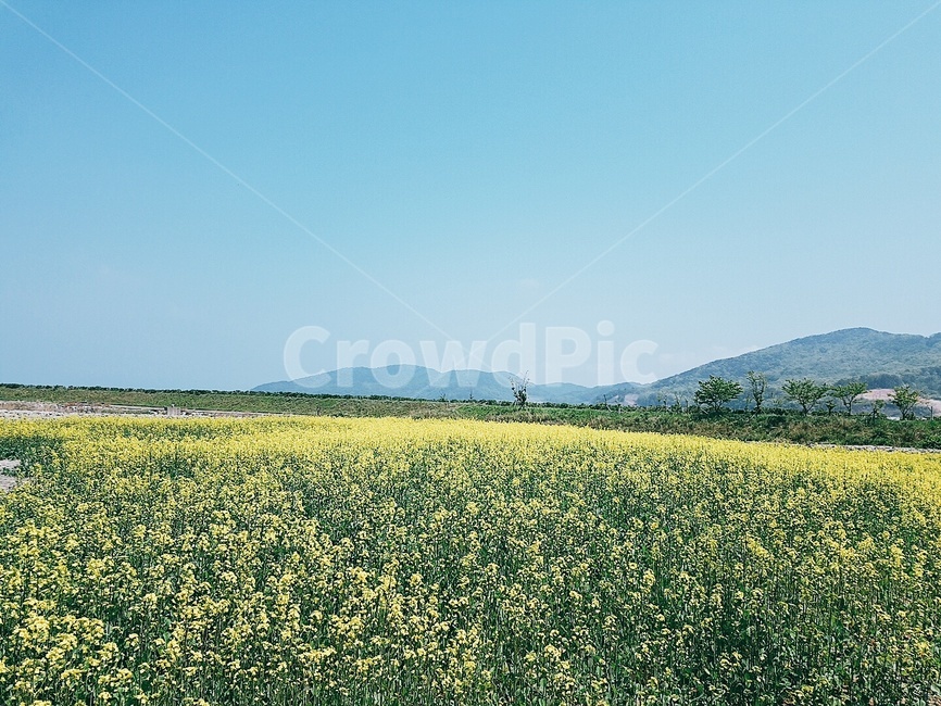유채꽃,자연,유채꽃밭,제주도,제주도유채꽃,자연,풍경,nature,landscape