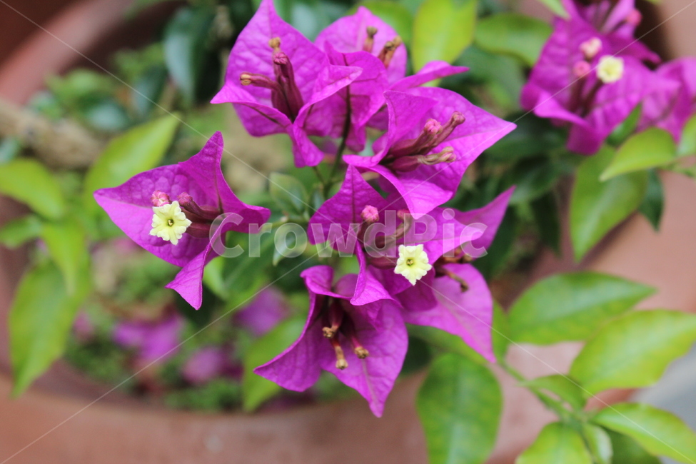 식물,꽃,제주도,부겐빌레아,핑크,식물,자연,plants,nature,꽃,flower